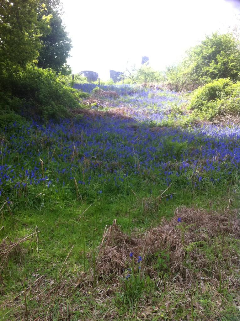 <a href="/Dinefwr_castle/">Dinefwr Castle Woods</a> towers above the bluebell carpets of #Carmarthenshire <a href="/itvcoastcountry/">ITV Coast & Country</a> <a href="/WTWales/">Wildlife Trusts Wales</a>