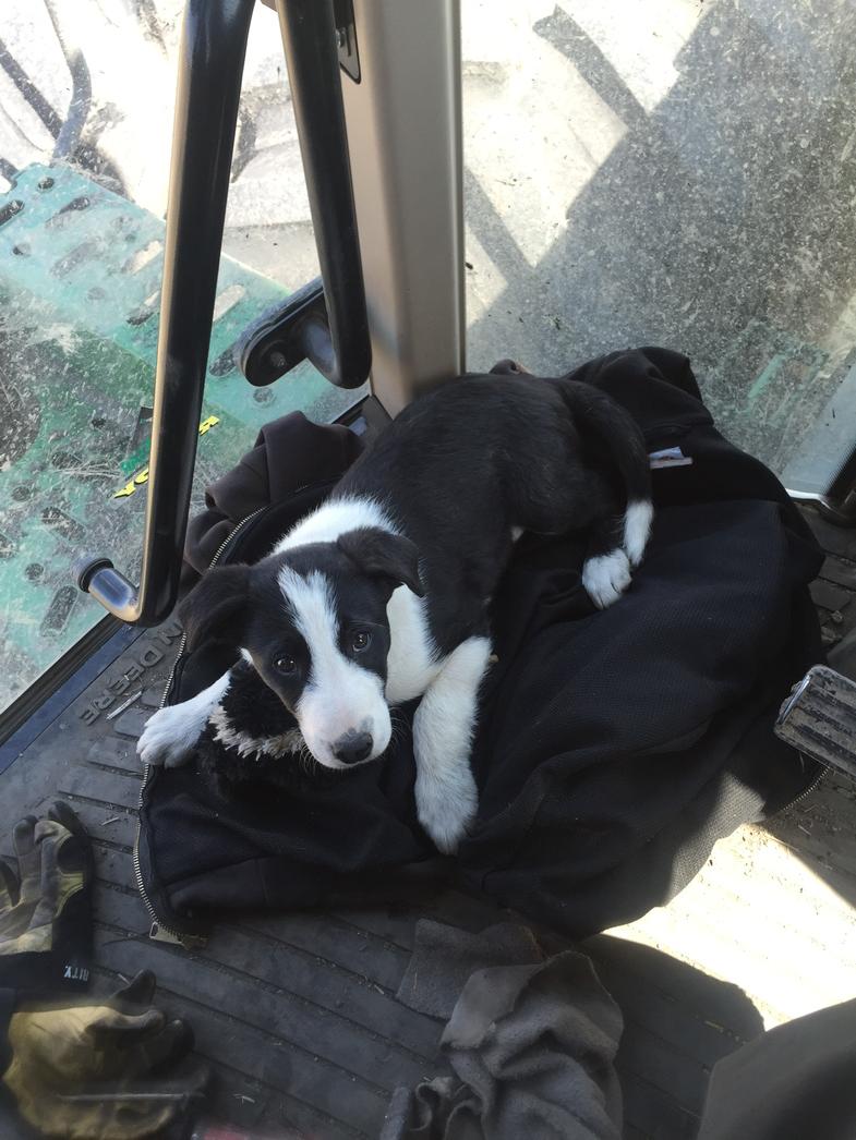 SteveHDempsey's tweet photo. Diamond F Farms new seeding QA/QC, he's a real go getter! #plant15 #Lifeisruff http://t.co/PLMOv08KxB