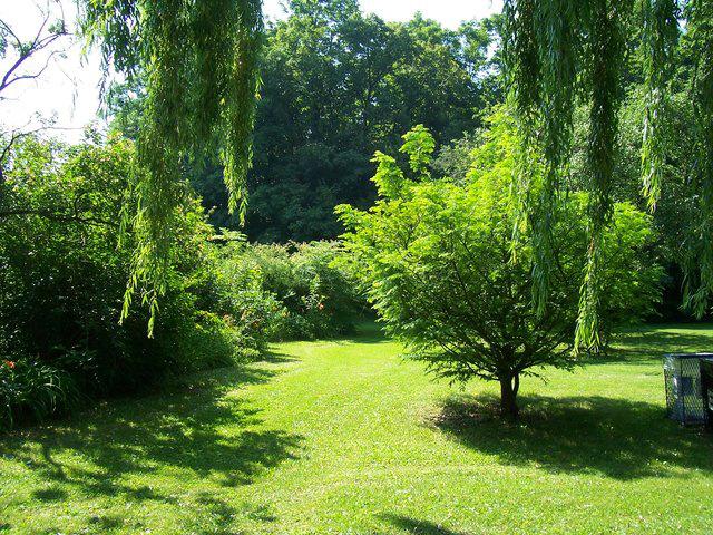 cncllrChinLee's tweet photo. The City is sprucing up our parks by planting more trees this summer: http://t.co/g0C89NXUp9 #Ward41 #ScarbTO http://t.co/8HrQHGW9MB