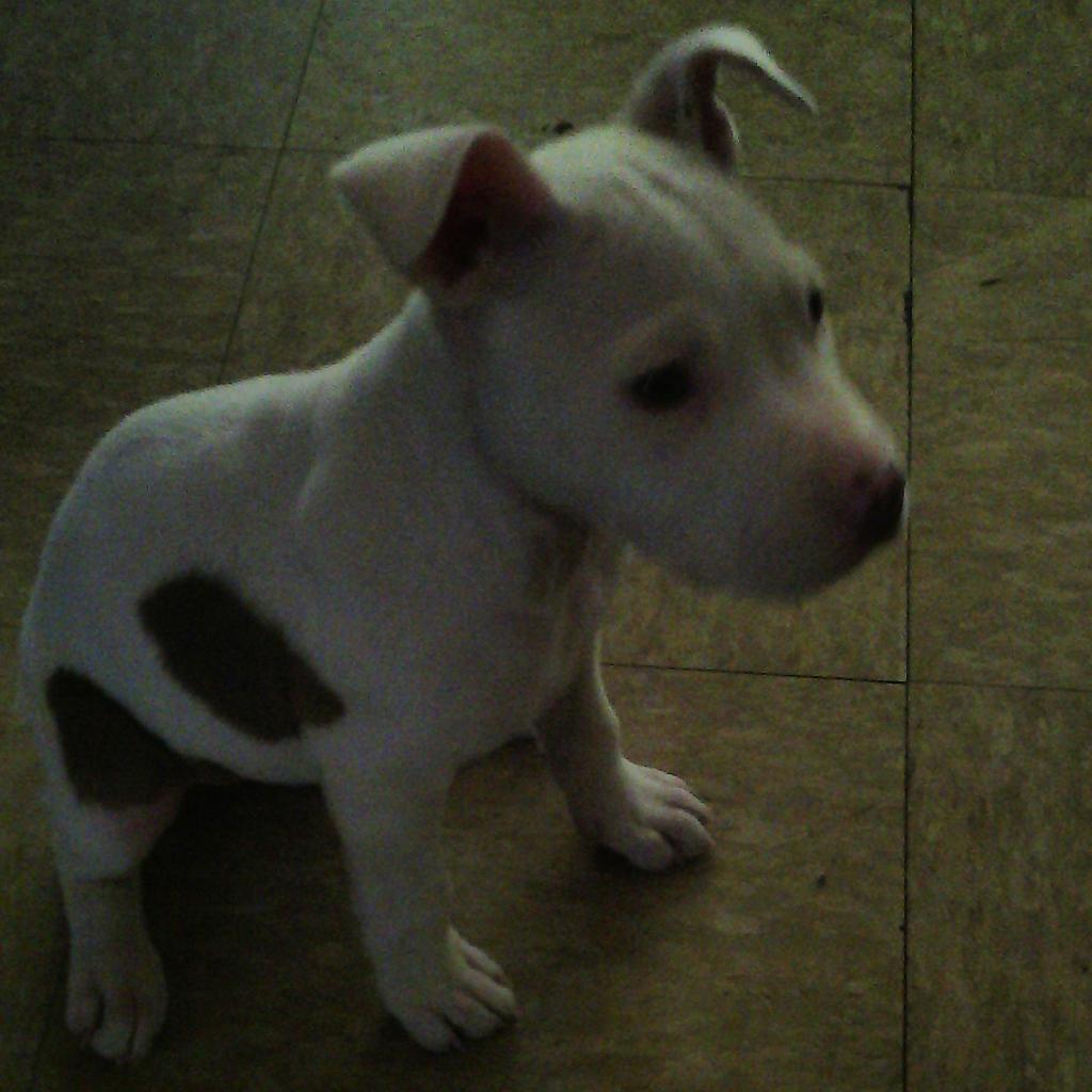 GunnaDar's tweet image. My dog better then yours (QUEEN)