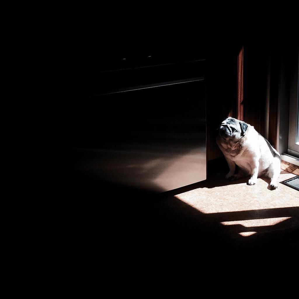 dlbyron's tweet photo. Begging while sunning ain't no thang. http://t.co/UaUG2FJdsZ