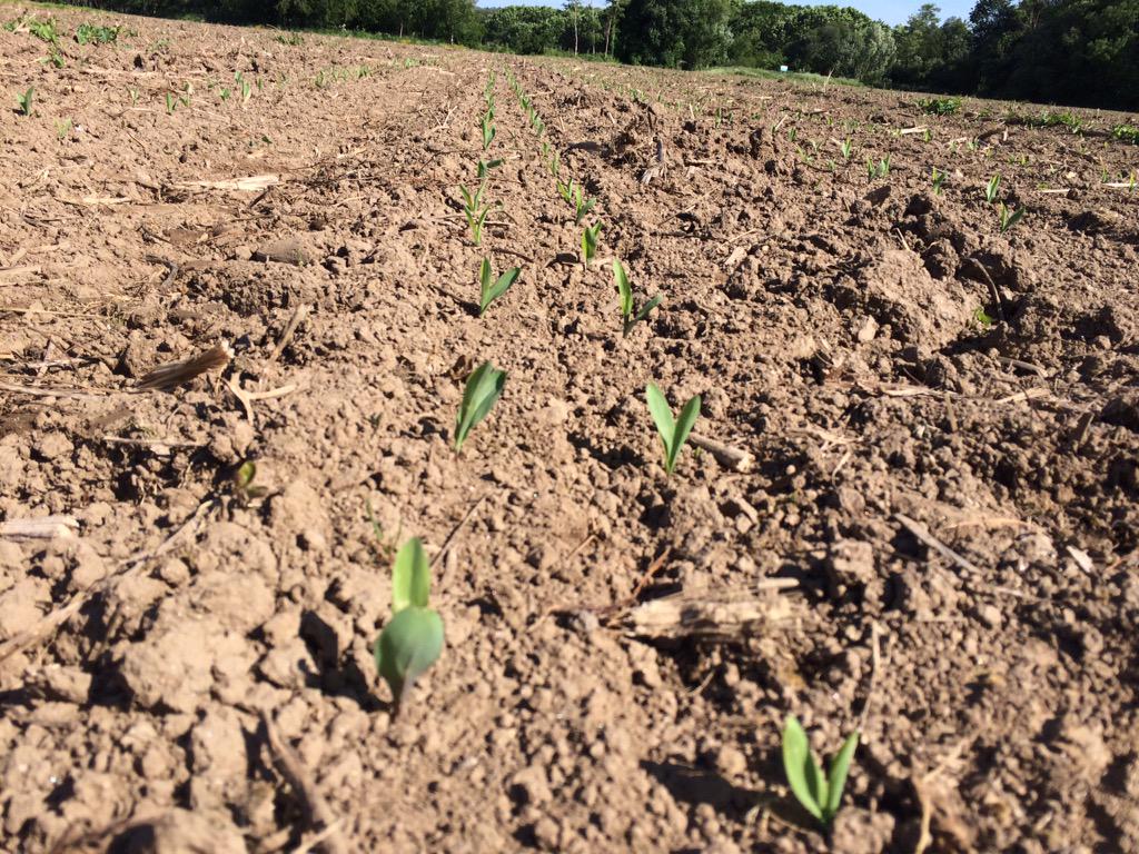 annapedros11's tweet photo. Siembra de precisión en Galicia! #twinrow @precision_plant #dekalb #hubtechnology @MonsantoEsp http://t.co/tZPgX9DKbw