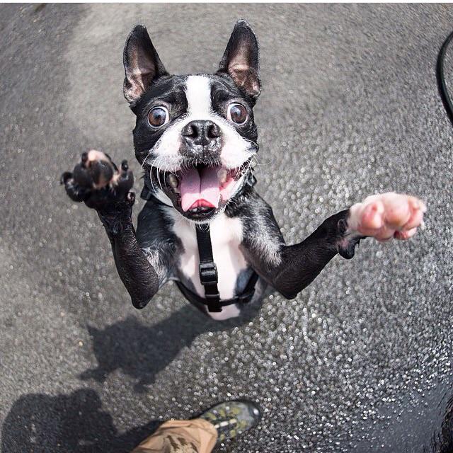 TheDistrict6's tweet photo. The dogist always makes me smile http://t.co/D4ZDOM4Wza