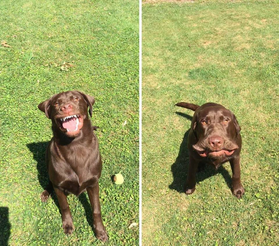 TheMindBlowing's tweet photo. Here's a picture of a dog sneezing. Have a good day. http://t.co/dGyK63E8aG