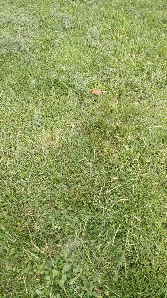 MrsCalmes_NW's tweet photo. Releasing our butterflies! http://t.co/J0Tam4U2PR