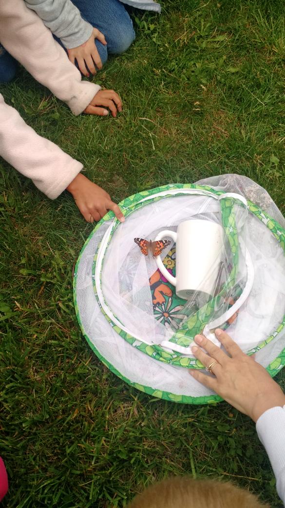 MrsCalmes_NW's tweet photo. Releasing our butterflies! http://t.co/J0Tam4U2PR