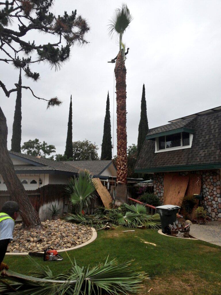 CervantesTree's tweet image. 