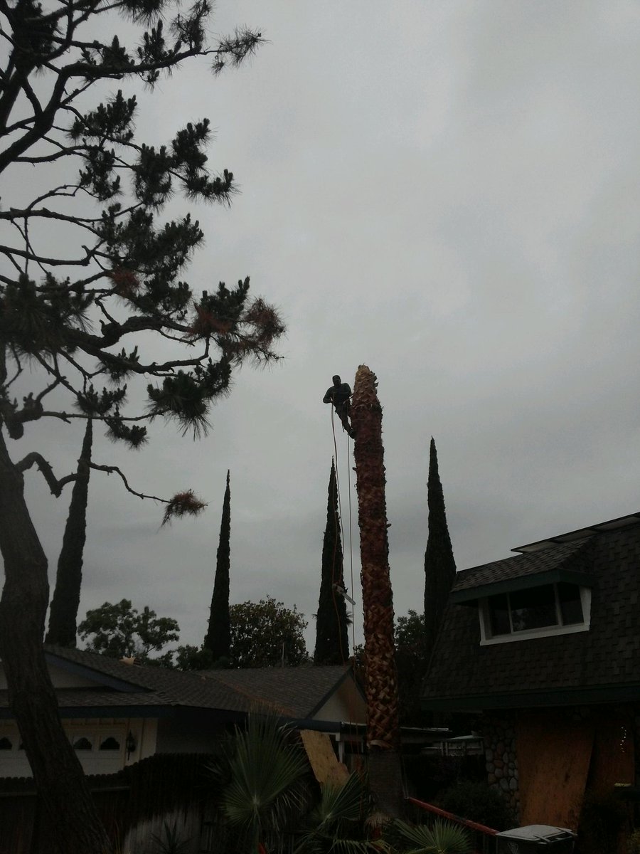 CervantesTree's tweet image. 