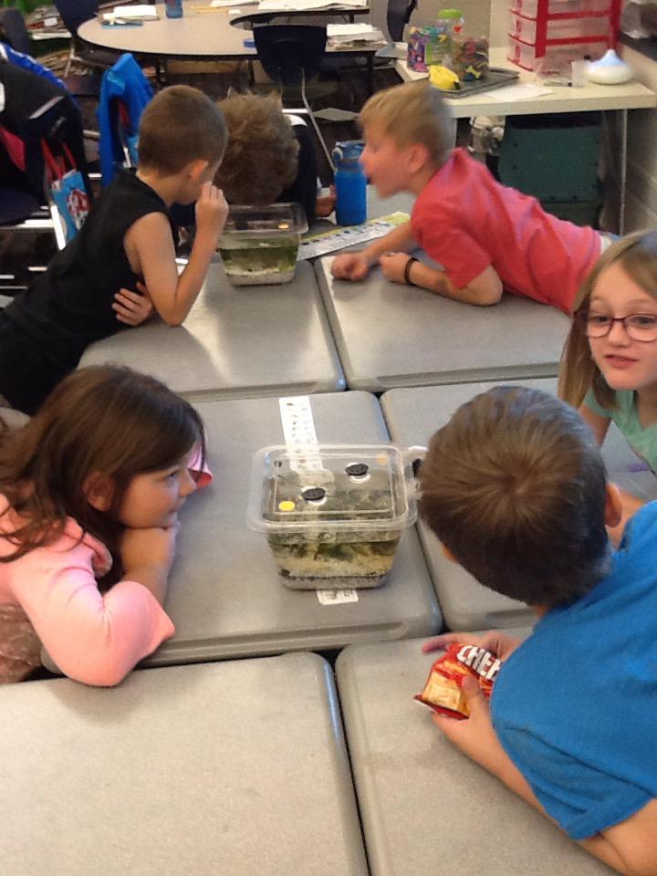 Conroy1stGrade's tweet photo. We explored and made observations about our aquariums in science today! 🌿🐌🐠🐟 http://t.co/HBMP6RhKY4