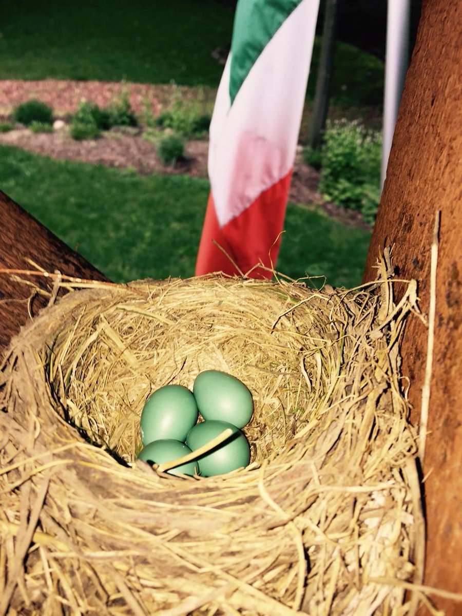 JimJansen5's tweet photo. Spring time is for Robins! #spring #robinblue http://t.co/x8PJtMEG4V