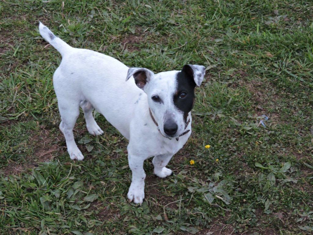 AnimalConcernW's tweet photo. The mighty little Rex 💪🏼❤️ please RT as he deserves a home of his very own! Love ACW x http://t.co/dX6VWgMLTb