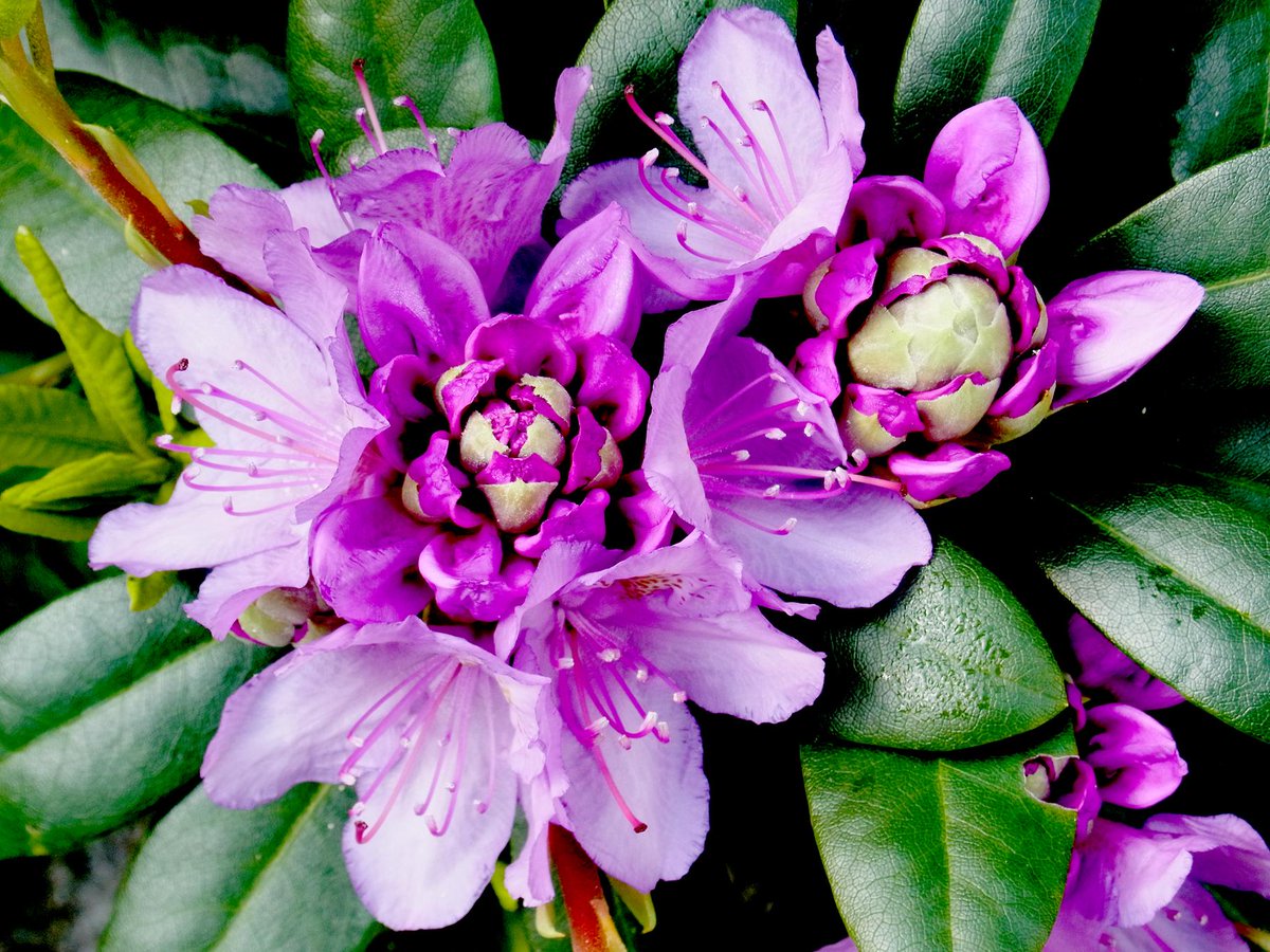 dynandi's tweet image. Met de Rhododendron in bloei en een liedje in mijn hoofd youtu.be/cPBp21lifHU