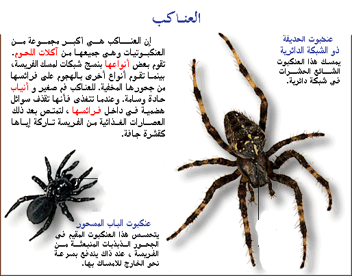 8r2t_Lcom's tweet photo. العناكب ... http://t.co/noL6EioiLA