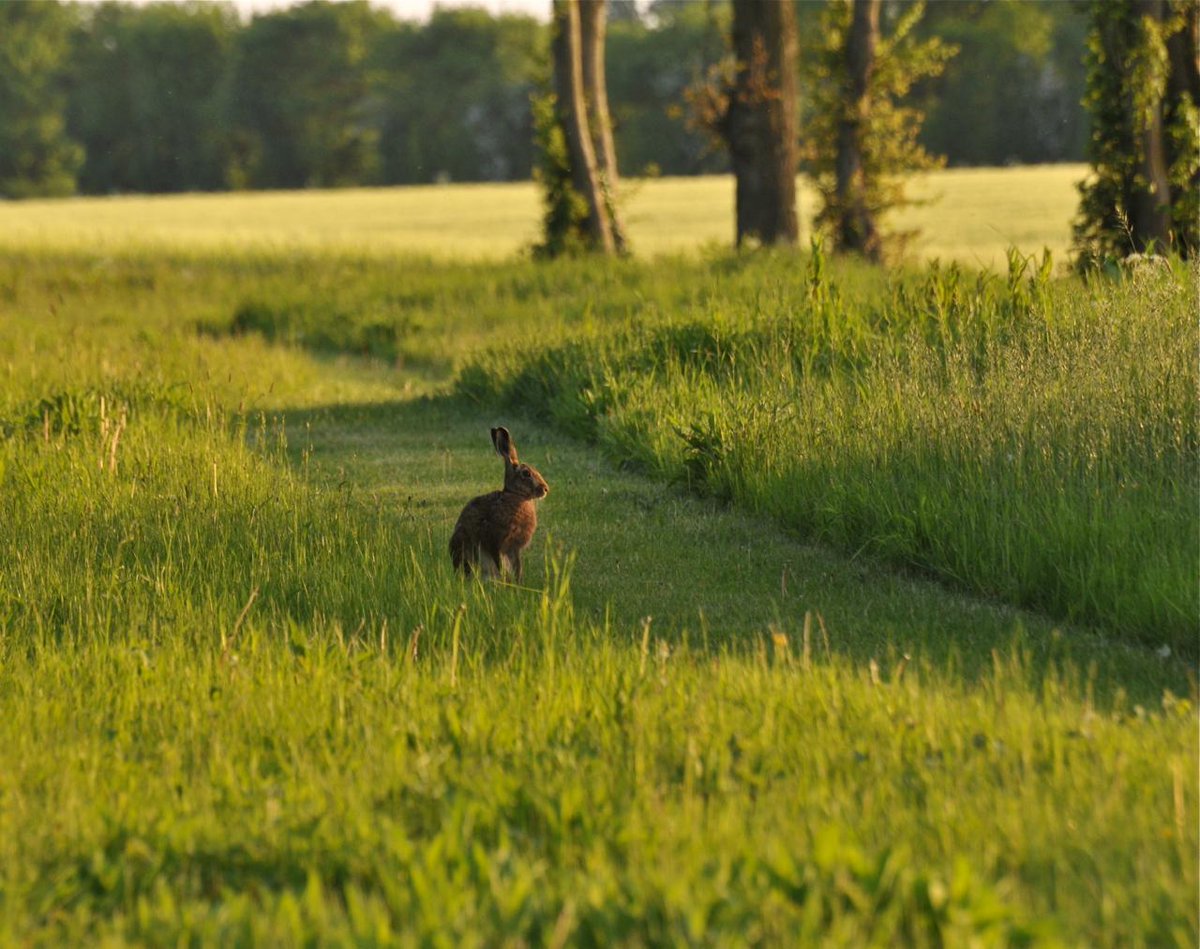 countrymousie's tweet photo. Sharing the sunset with my constant companion @HPT_Official @wildlife_uk @Mammal_Society #Suffolk #beyondprice http://t.co/Dg8SJgMoNe