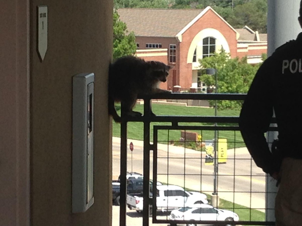 PaulSuellentrop's tweet photo. Racoon getting kicked out of luxury boxes at Eck Stadium http://t.co/GluQLHc64J