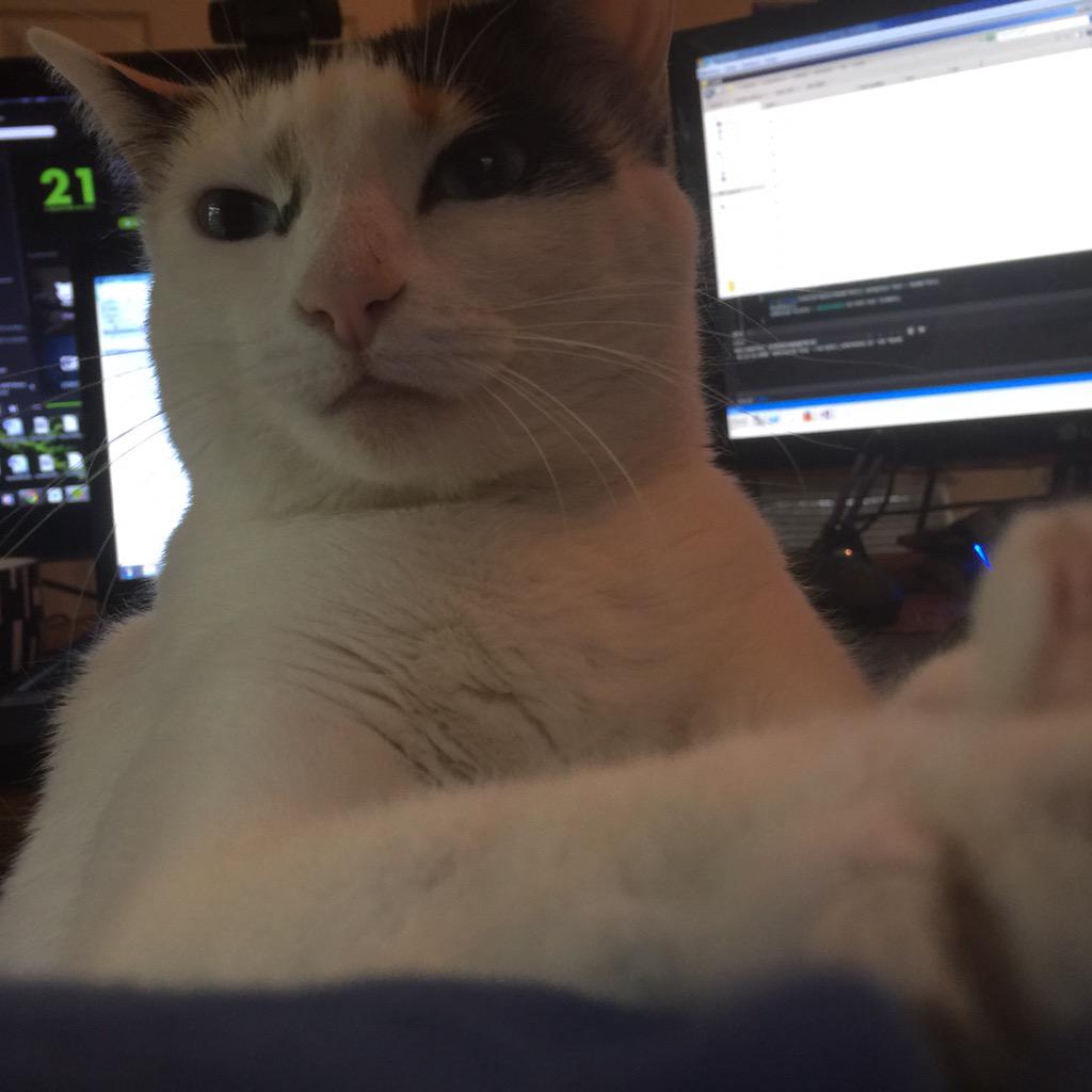 SkepticSloth's tweet photo. Nice work at home day with Cali keeping me company! #workingkitty #gamerkitty #programmingcat http://t.co/JmJvmce84I