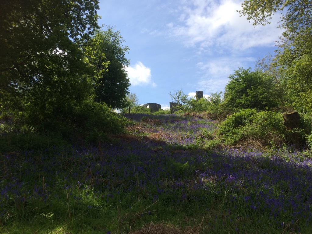 It has to be said, I am looking amazing at the moment #bluebells