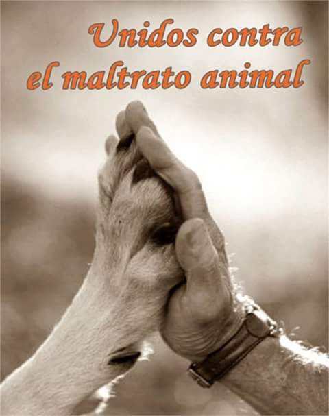 Caceres1978Sil's tweet photo. Unidos contra el maltrato animal🐶🐶🐕🐹 http://t.co/ciFwSo7HLg