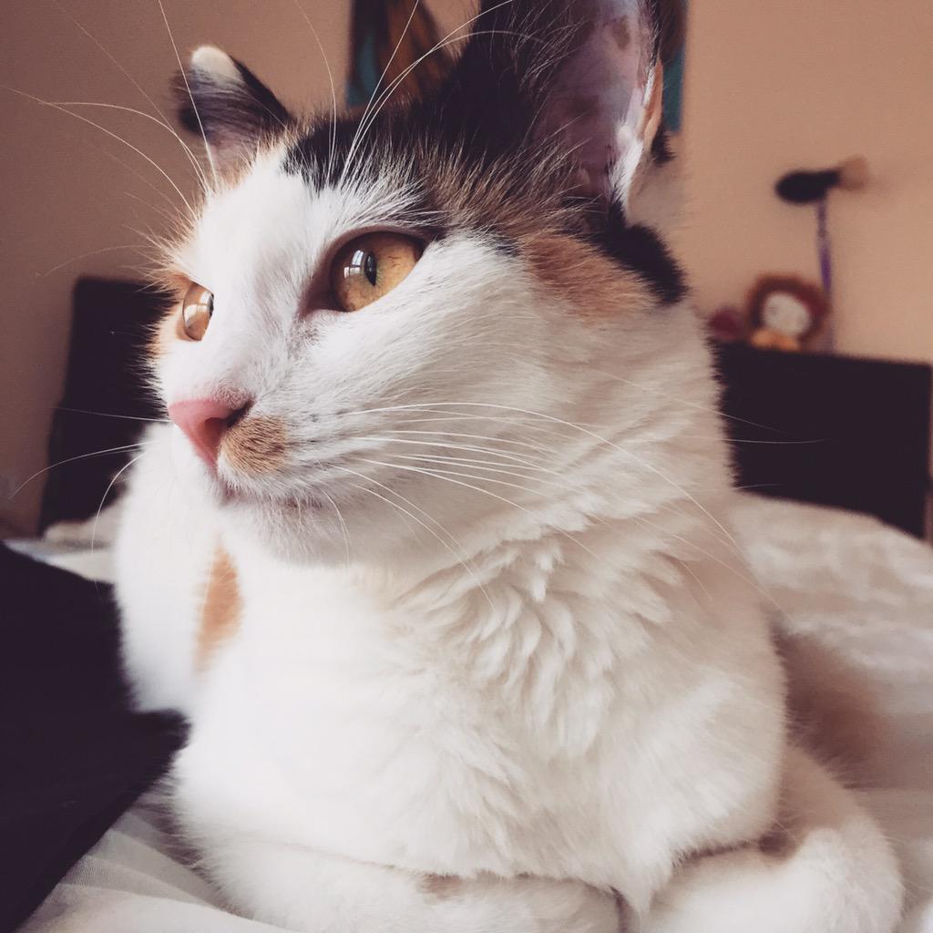 bucatica's tweet photo. Mom said that I am her best friend in the entire universe ! I feel so miawesome ! ❤️ http://t.co/F6WE1eWyPr