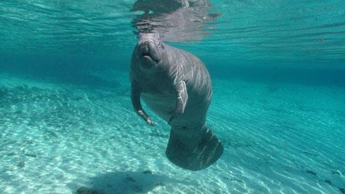 Manatees need come to the surface and breathe every 20minutes, where danger is, they still do it to survive. #you