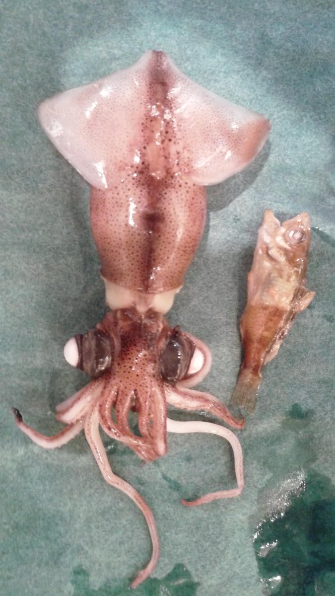 Yonehana בטוויטר ホタルイカ 最近は 大きく味も良く いいものが沢山出回っています その中に居た 魚の赤ちゃん Http T Co Dfssegshg1