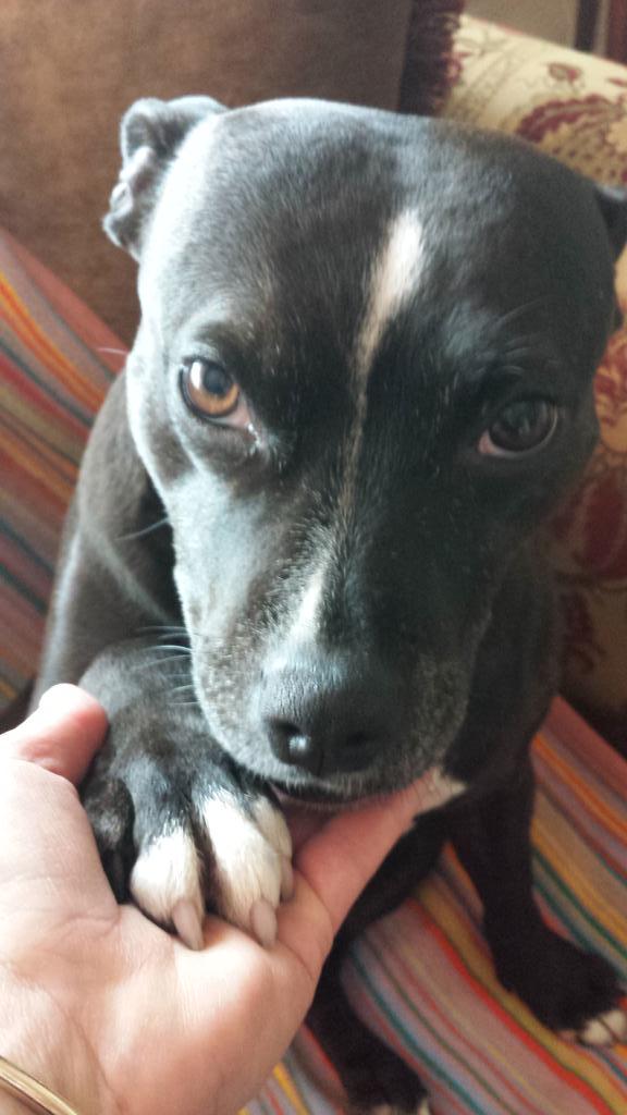 Frazzle_Pop's tweet photo. @Brindle_Pig @PupLuna  Hiya Riakki,Hope you have said Happy birthday to your mummy today.I have with this picture xxx http://t.co/Jr7blIhUYd