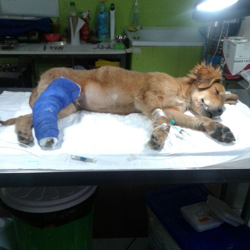 InviernoPyG's tweet photo. AYUDA perro atropellado,lo llevé a clínica y estos son los gastos.Porfavor ayuda Nº cuenta:14256677 Paulina Cruces RT http://t.co/lEpFV6b5xQ