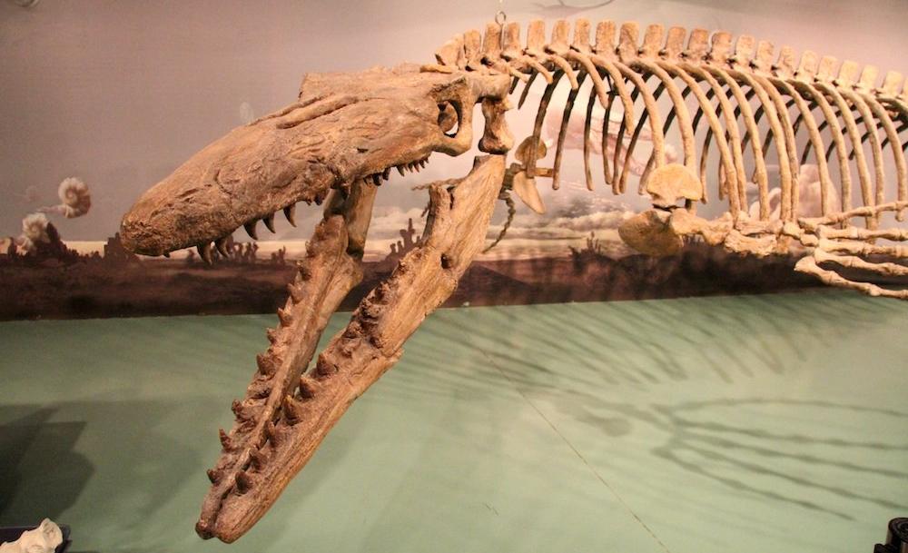 TravelManitoba's tweet photo. Ready for your close up? Film your own prehistoric movie &amp; you could WIN a fossil dig for 6: http://t.co/tKq8VgApkS 🌋 http://t.co/9aMe4YHg3s