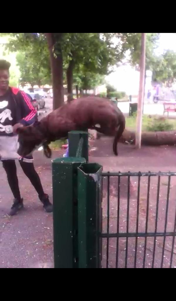 KovuzPride's tweet photo. Ma Chienne C'est Trop Une Warrior Si Elle Veut T'attraper Elle T'attraperaππ #Prada #AshIndustrie #MaDog #BadPit http://t.co/PxmLuFAAef