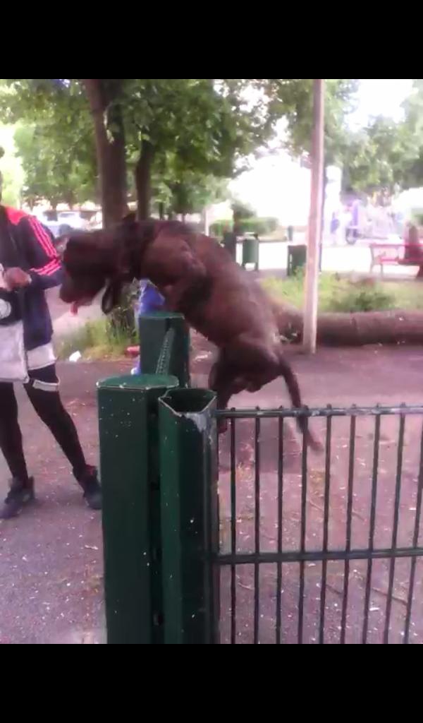 KovuzPride's tweet photo. Ma Chienne C'est Trop Une Warrior Si Elle Veut T'attraper Elle T'attraperaππ #Prada #AshIndustrie #MaDog #BadPit http://t.co/PxmLuFAAef
