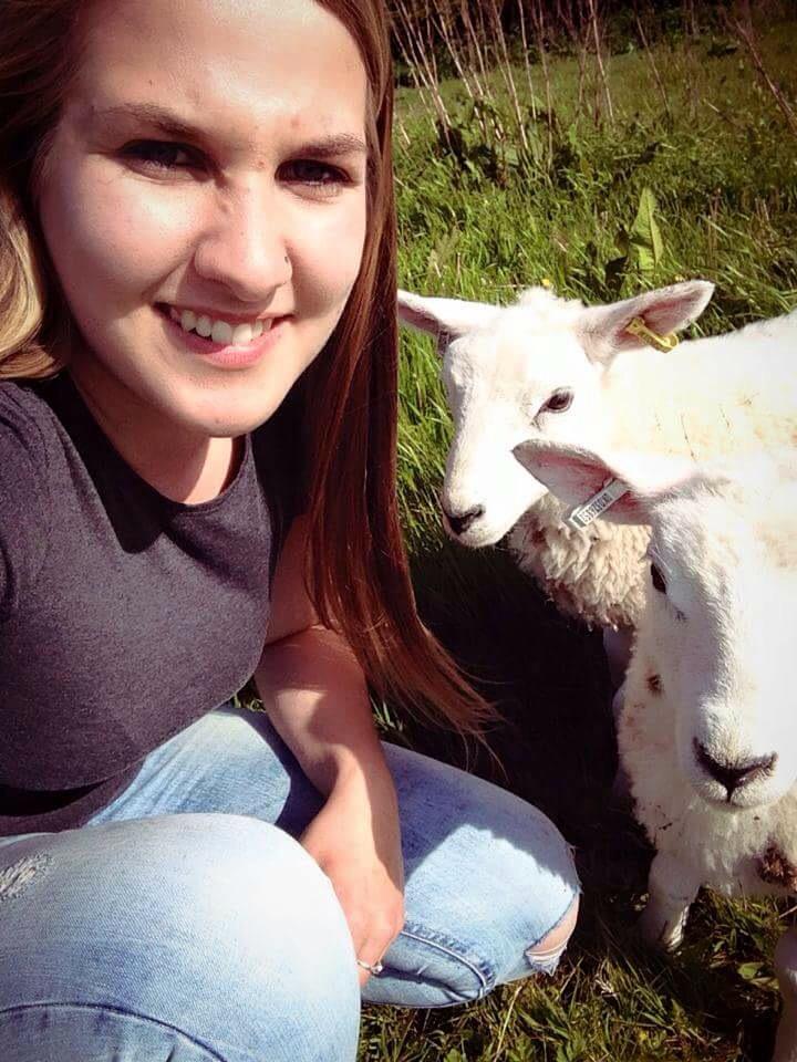 StudentBailey's tweet photo. Love these cheeky lambs, I need some! Pleaseeeeeee @jonnyrowe1 🐑😍👍🙏 http://t.co/W6VxPizvBU