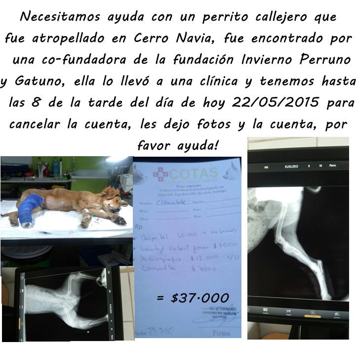 InviernoPyG's tweet photo. Porfa RT! NºCuenta:14256677-k Paulina Cruces @MartaCamposV @adopta1peludoCL @natiapp @SOS_Animales @Paobocaz http://t.co/HLzuEDZXRJ