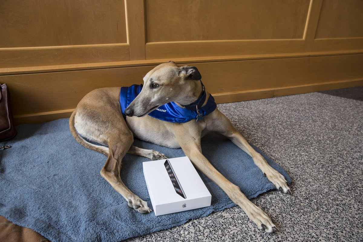 MoravianU's tweet photo. Even Mo gets a MacBook Pro laptop at Moravian College's #MayReg day...later he traded it back for a cookie. http://t.co/9MzsZqdFnN
