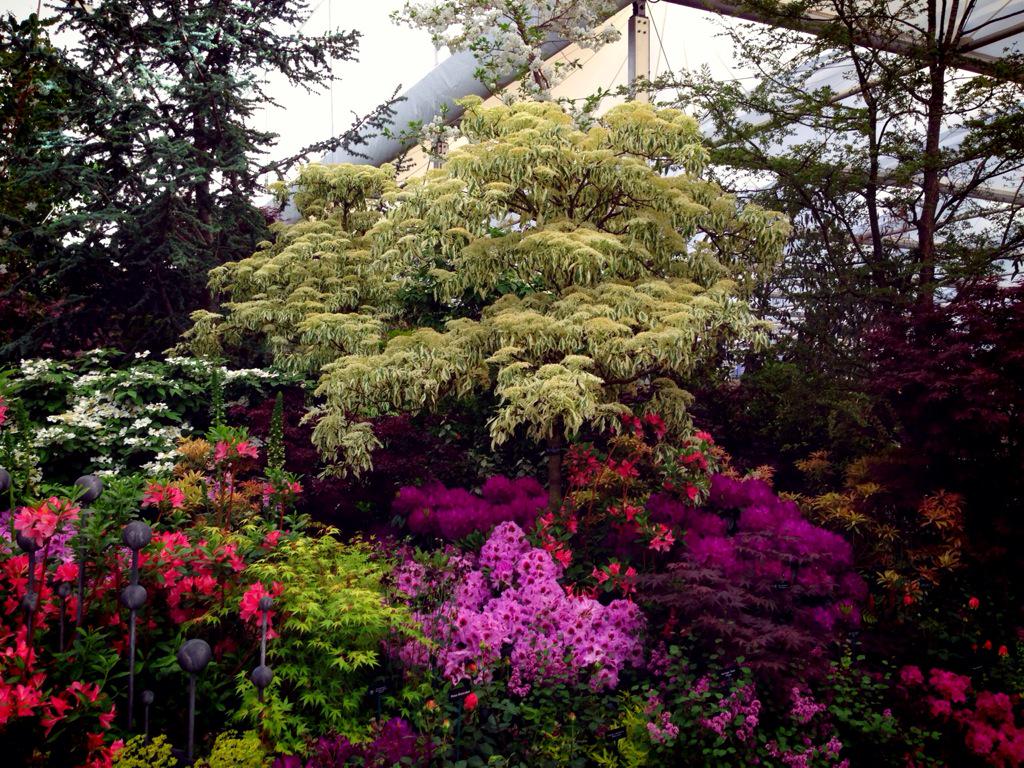 TheKitchenGard's tweet photo. Beautiful Cornus in the Hillier's Crossing Continents Garden at Chelsea Flower Show today #RHSChelseaflowershow http://t.co/GNVmQbVOTB