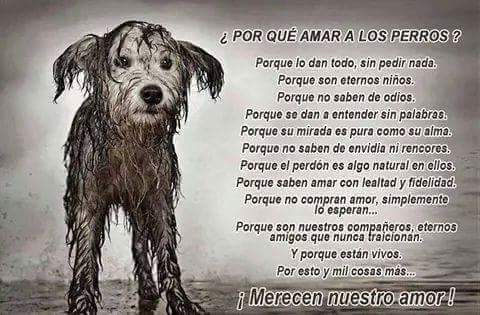 moisemy's tweet photo. #NoAlMalTratoAnimal http://t.co/Gz6zuH4xTP