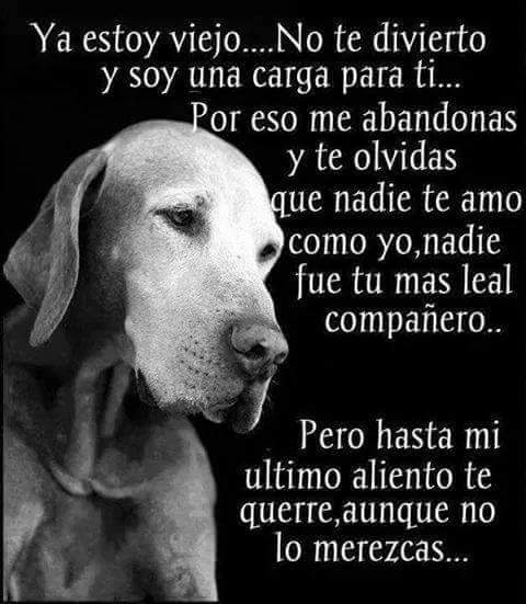 moisemy's tweet photo. #NoAlMalTratoAnimal http://t.co/Gz6zuH4xTP
