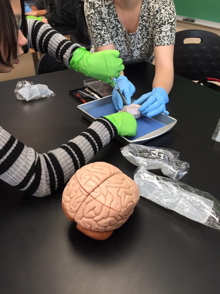 BMSTigersRead's tweet photo. Sheep brain dissection @unetweets @BMS_Principal http://t.co/QodfduoPZP
