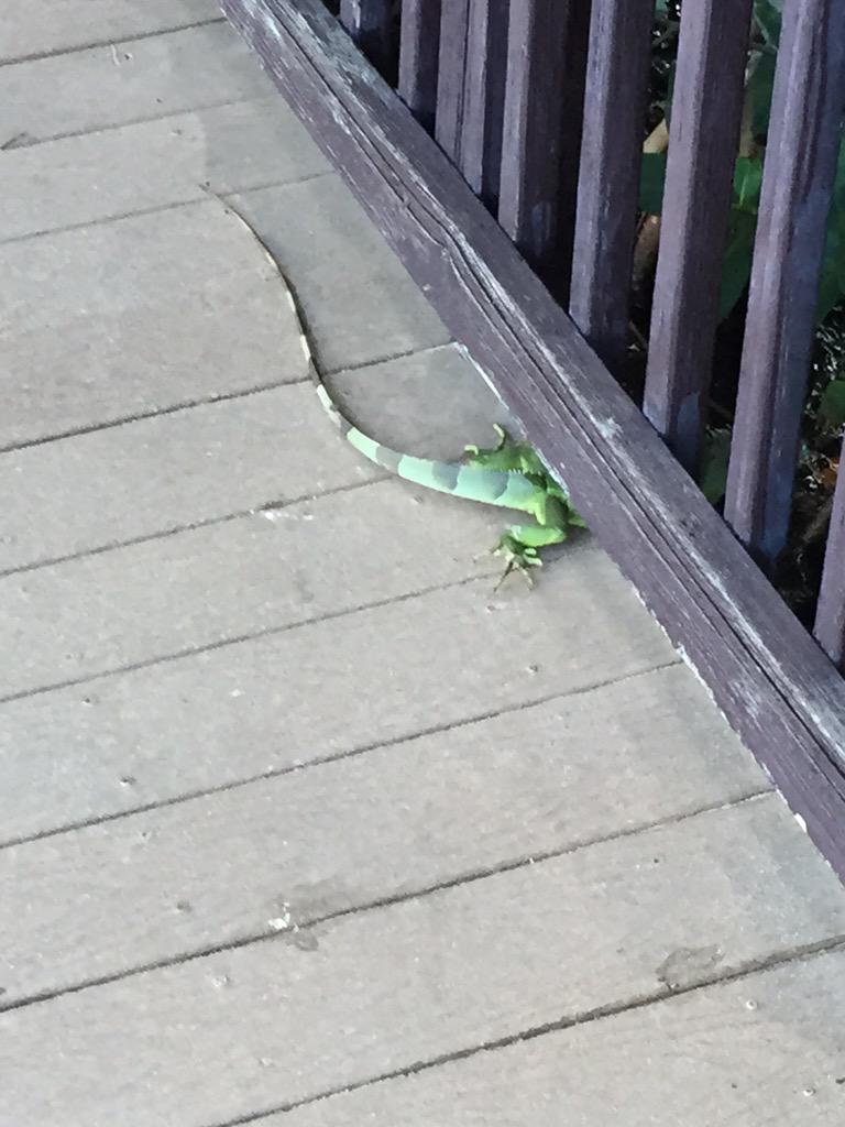 Bahn10Brian's tweet photo. South Florida vacation iguanas everywhere! http://t.co/9EIx2ld38F