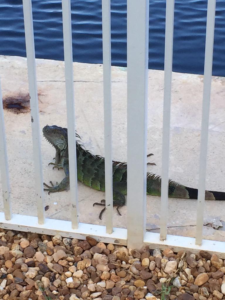 Bahn10Brian's tweet photo. South Florida vacation iguanas everywhere! http://t.co/9EIx2ld38F