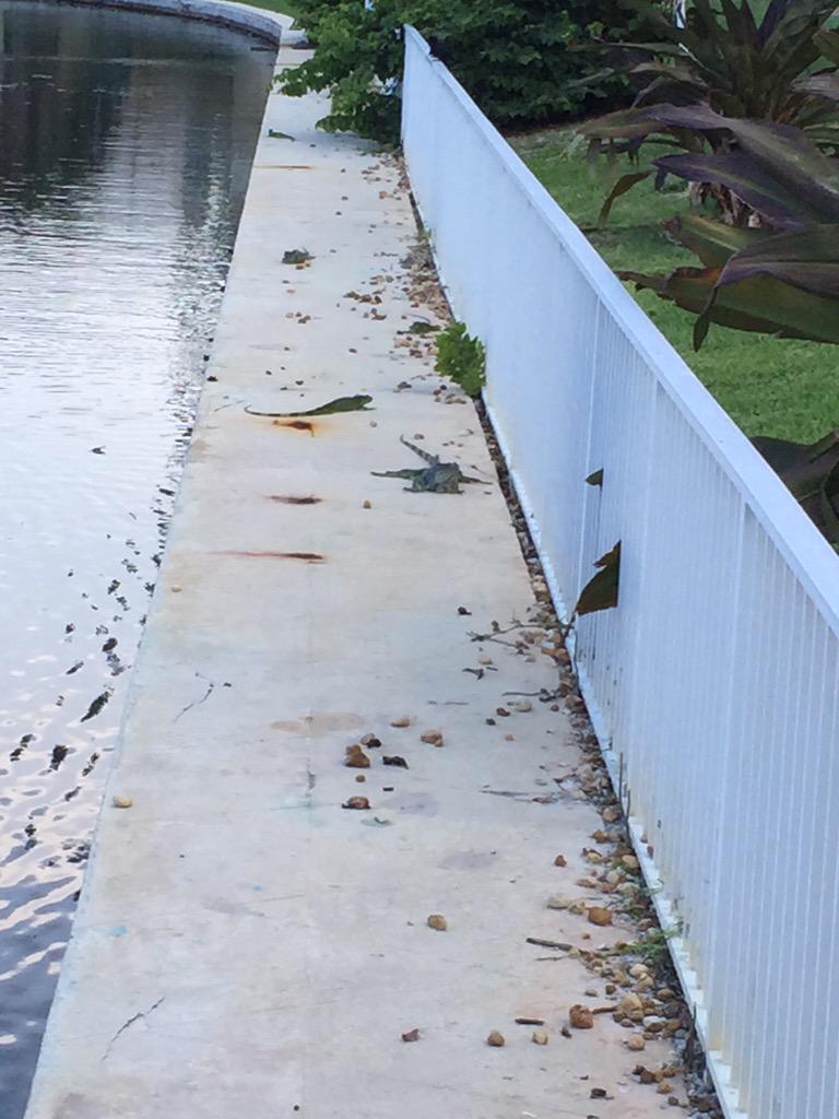 Bahn10Brian's tweet photo. South Florida vacation iguanas everywhere! http://t.co/9EIx2ld38F