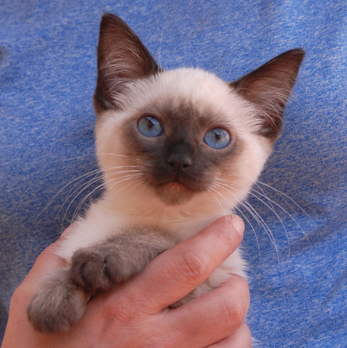Nevada SPCA on Twitter: "Paladin #Siamese kitten for adoption. He ... Nevada SPCA on Twitter: "Paladin #Siamese kitten for adoption. He ...