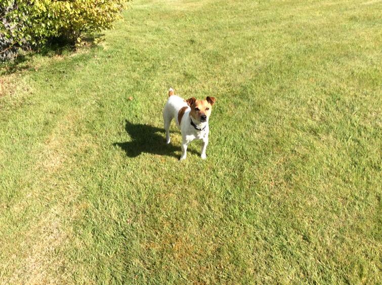gergergils's tweet photo. Love this photo of Scooby #happydog http://t.co/axQZJV8v5X