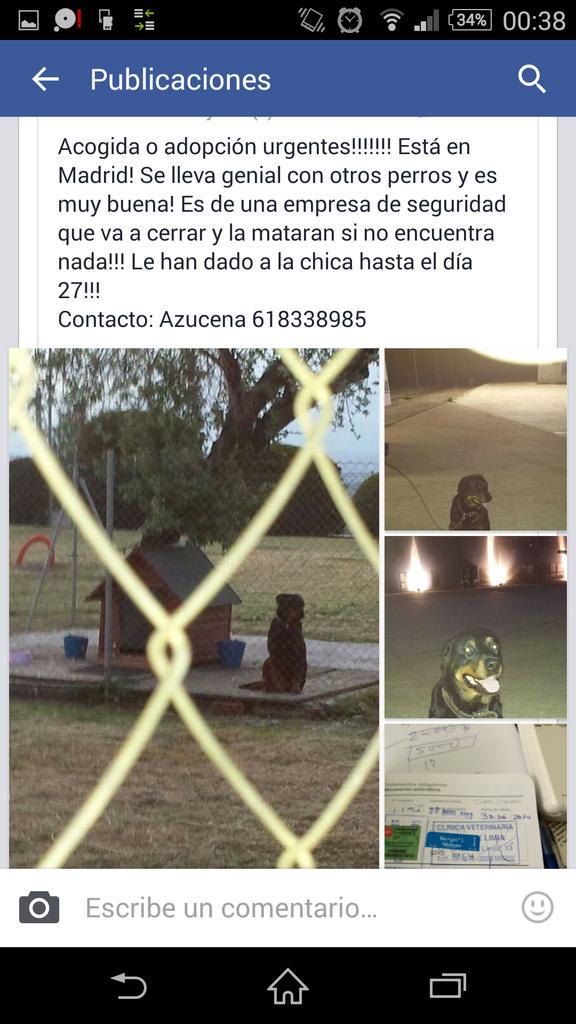 Bigotes_fund's tweet photo. Por favor,  difundid este caso externo a nosotros.  Van a sacrificar a una perrita por cierre de empresa. http://t.co/BuFMn22YkH