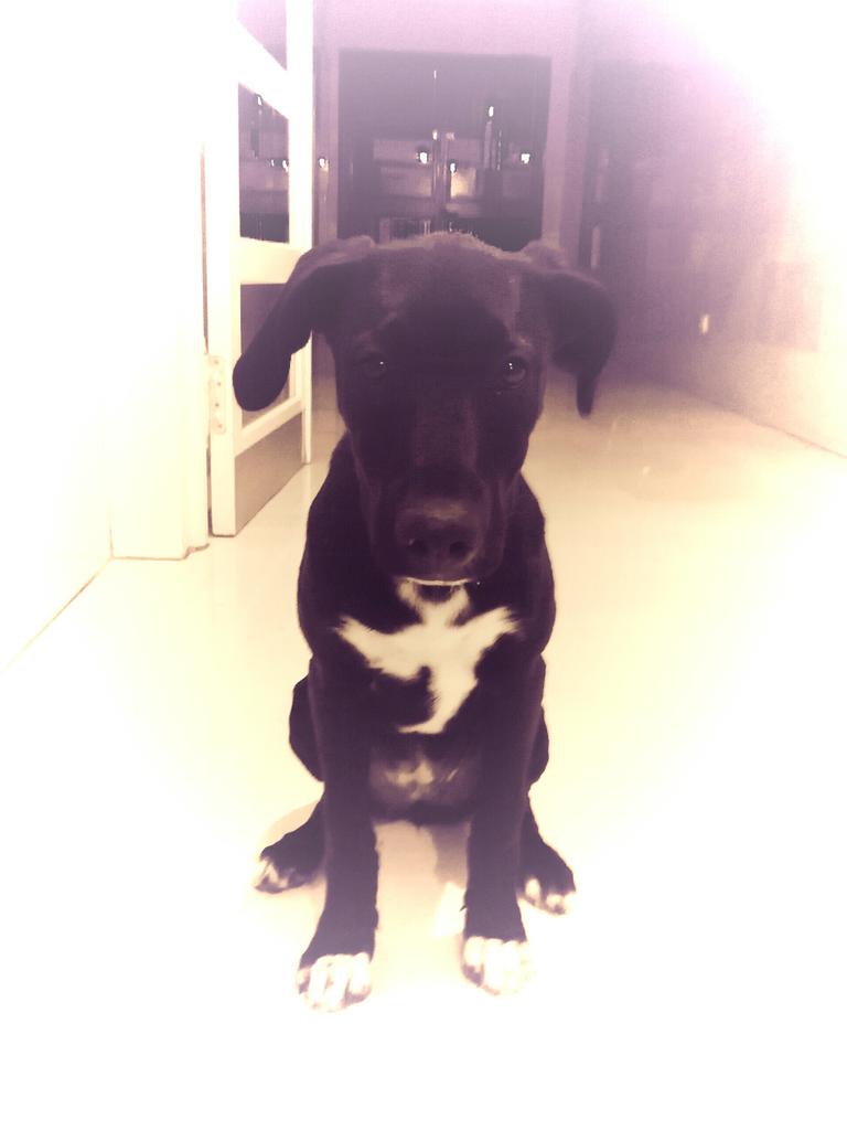 kifiweed's tweet photo. Fantasma en el pecho http://t.co/CEOWXmwXey