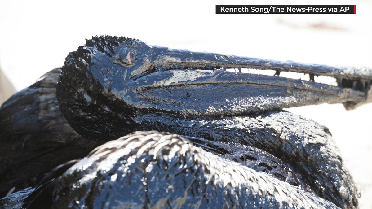 OutFrontCNN's tweet photo. What caused #oilspill in #Calif. is being investigated but wildlife are paying the price. http://t.co/Cqi3LvDjui @CNN http://t.co/G5Qf4S56vI