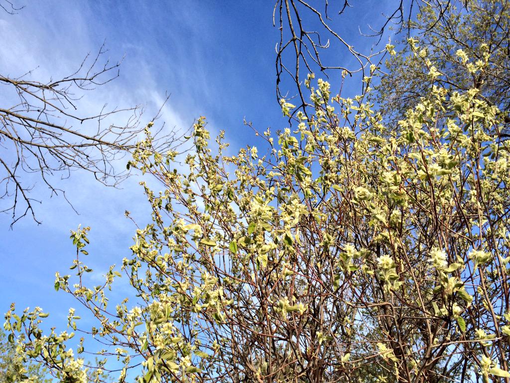 EdieCreekAngus's tweet photo. Hoping the 2 nites of frost don't render the apple and saskatoon blossoms infertile #springinMB http://t.co/30iI7dHiVo