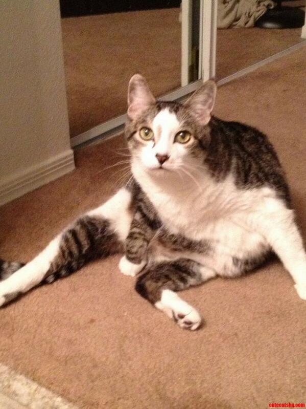 SoCuteKittens's tweet image. Oh hey didn't see you there.