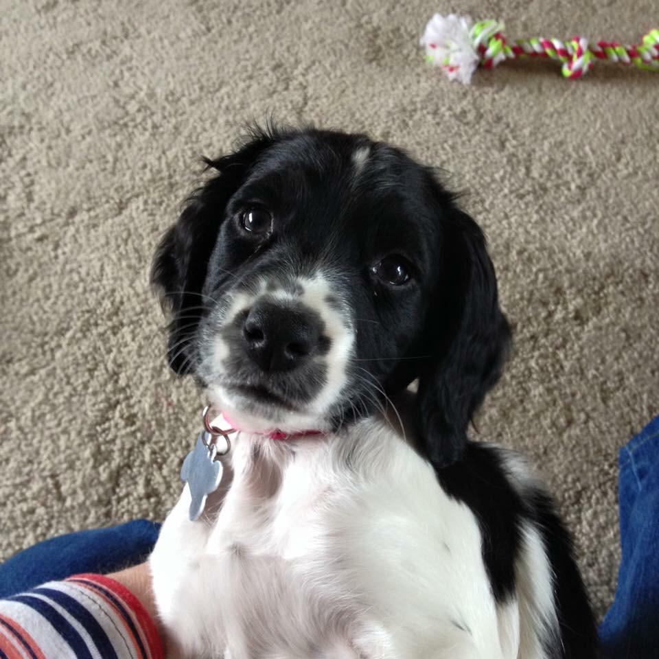 Meet Cabela Rhode. Youngest mascot <a href="/Cabelas/">Cabela's</a>?