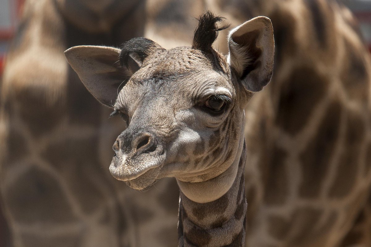 sandiegozoo's tweet photo. A baby is God's opinion that the world should go on. ~ Carl Sandburg http://t.co/PxMJj7JQPV