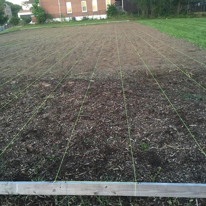 LydaKrewson's tweet photo. Rows laid out - ready for planting. Hope to see you Saturday. http://t.co/tkRzrr2rq7
